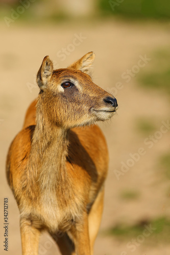 The Nile lechwe or Mrs Gray's lechwe (Kobus megaceros), portrait of a young female.