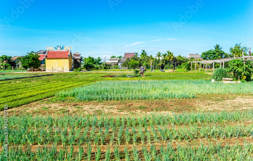 Tra Que village, organic vegetable field, near Hoi An old town, Vietnam