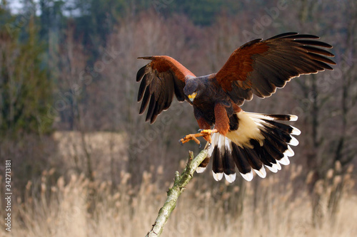 The Harris's Hawk (Parabuteo unicinctus) formerly known as the Bay-Winged Hawk or Dusky Hawk Flying.Hawk lands on a dry branch. photo