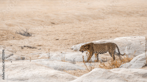 Valokuva Leopard walking on sandy riverbank in Kruger National park, South Africa ; Speci