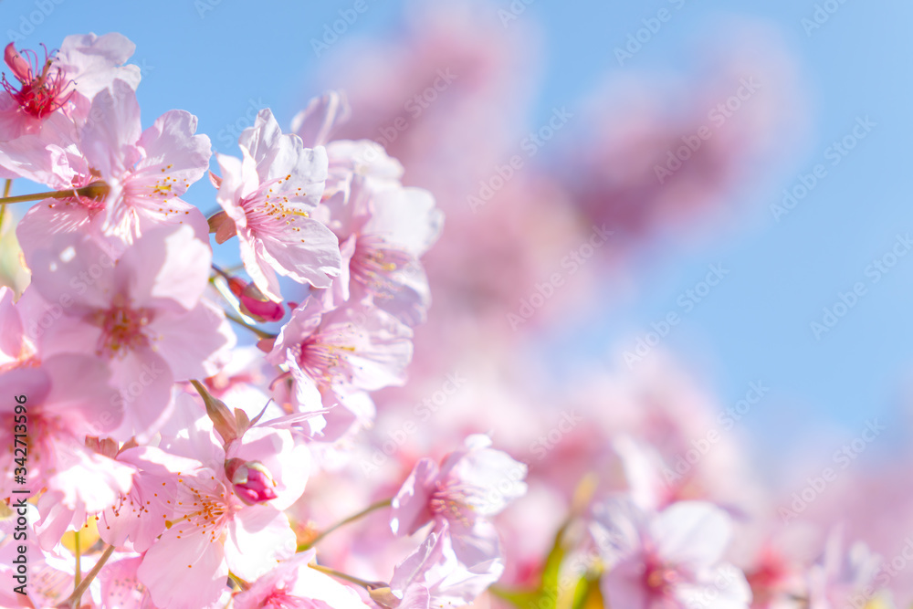 満開の河津桜 満開の河津桜