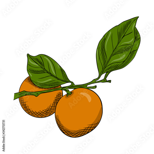 Two mandarins on a branch with leaves. Doodle style. The citrus sketch is hand drawn and isolated on a white background. Outline drawing with hatching and texture. Color vector illustration