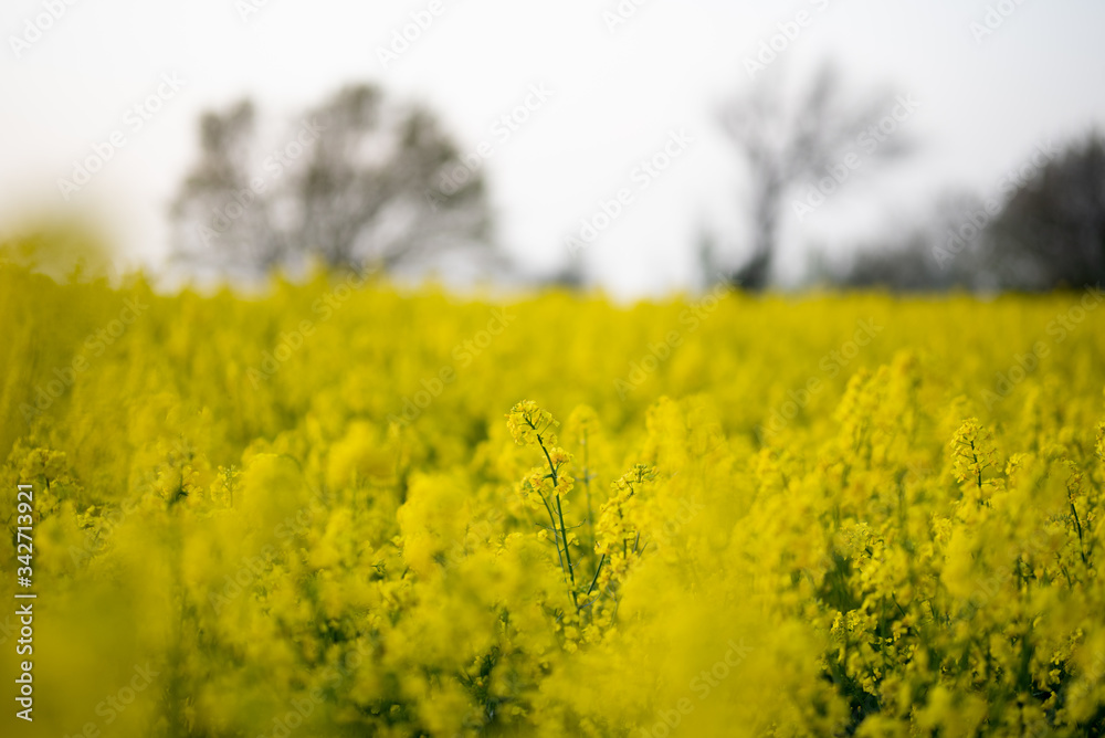 Obraz premium Frühling