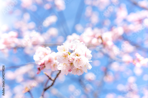 満開の河津桜