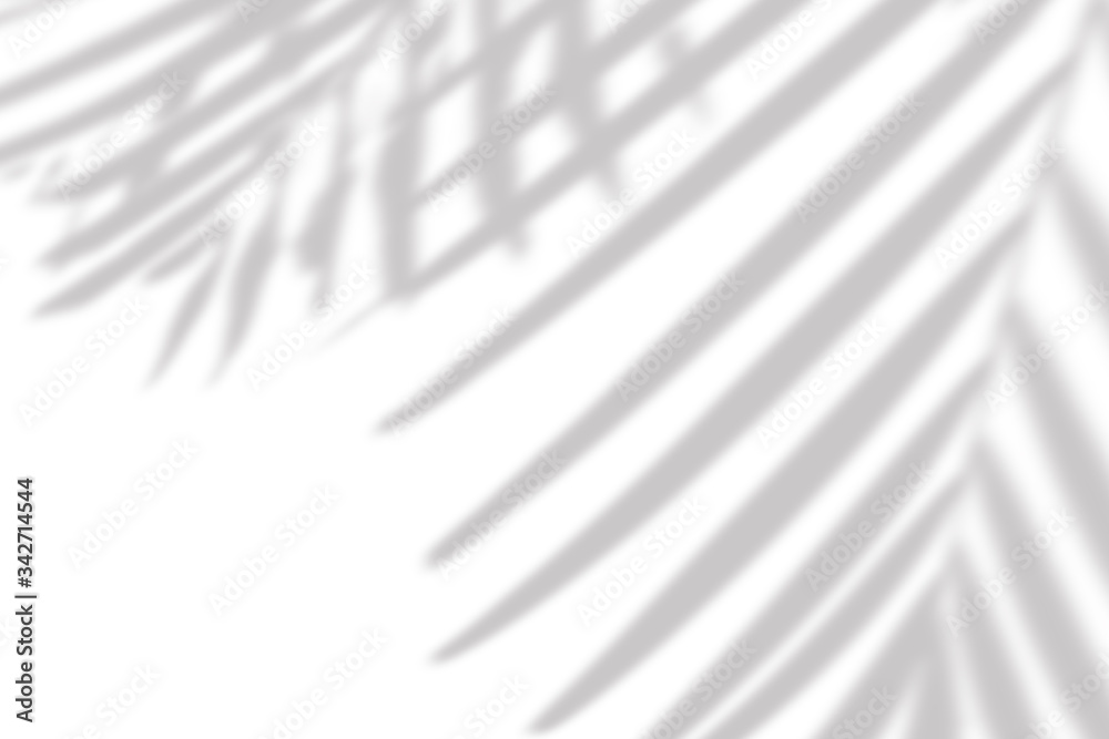 Fototapeta premium Blurred overlay effect for photo. Gray shadow of the palm leaves on a white wall. Abstract neutral nature concept background. Dappled light. Shadows for natural light effects