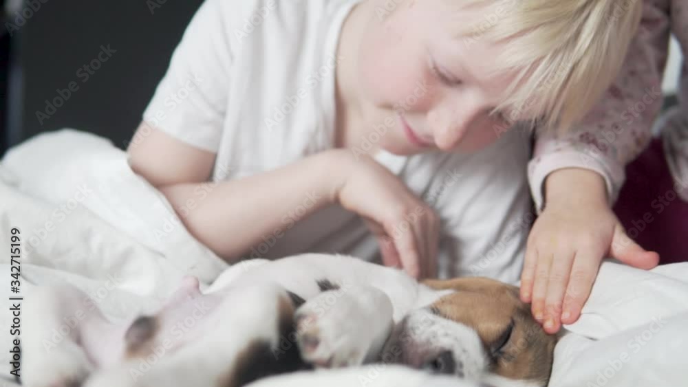 Children watch a little sleeping beagle puppy in bed in the morning Children watch a little sleeping beagle puppy in bed in the morning