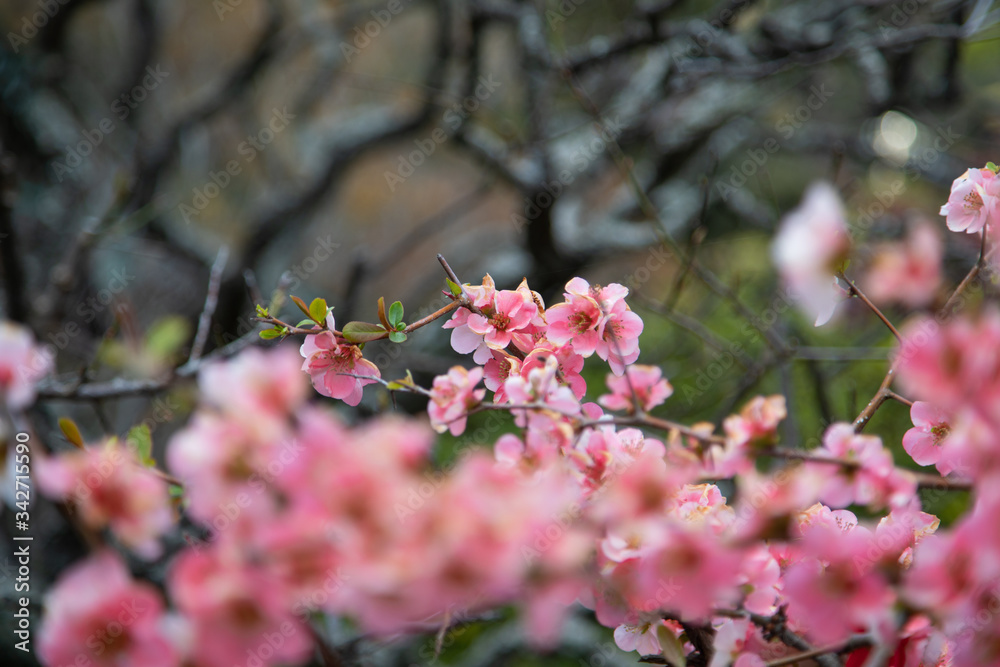 Blooming sakura tree in japanese garden