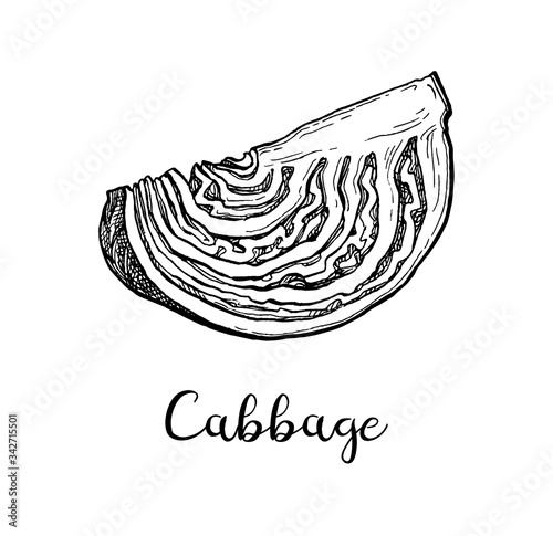 Ink sketch of cabbage
