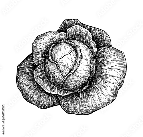 Ink sketch of cabbage