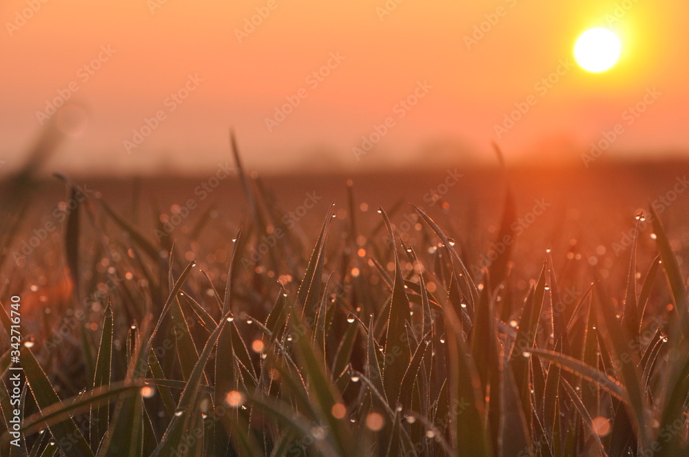 Krople rosy na trawie przy wschodzącym pomarańczowym słońcu 
