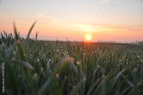 Krople rosy na trawie przy wschodzącym słońcu