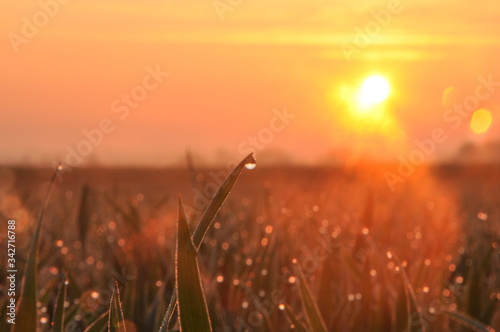 Kropla rosy na porannej trawie podczas wschodu słońca, spokój, zen, natura