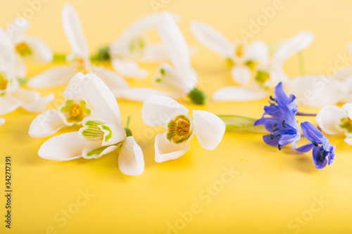 Spring time flowers like snowdrops, hyacinth and roses, isolated on yellow simple background, spring symbol and traditional romanian 