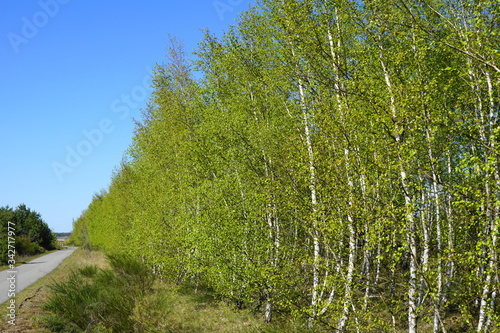 Frühling in der Birkenallee am Altdöbener See bei Pritzen, Tagebaurestloch, Brandenburg