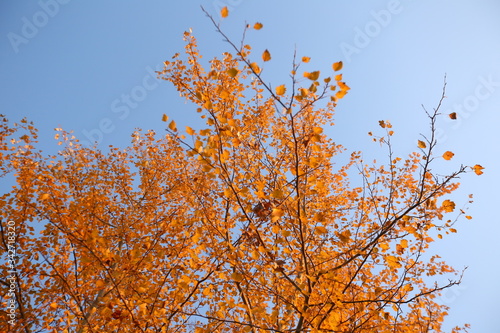 A plane tree with orange leaves and cones against the blue sky in the wind. General plan . Golden leaves in Autumn
