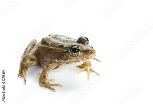 Young Marsh Frog isolated on white background, Pelophylax ridibundus