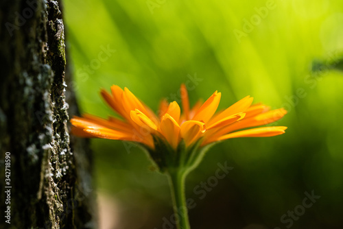 Macro di calendula officinalis nel giardino