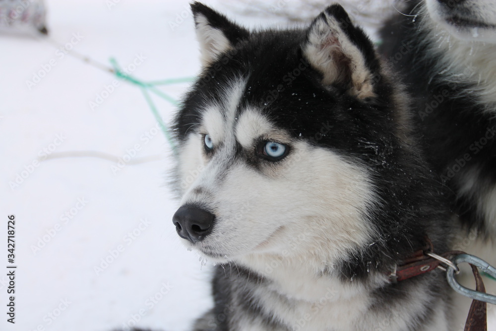 husky dogs in harness in winter husky dogs in harness in winter