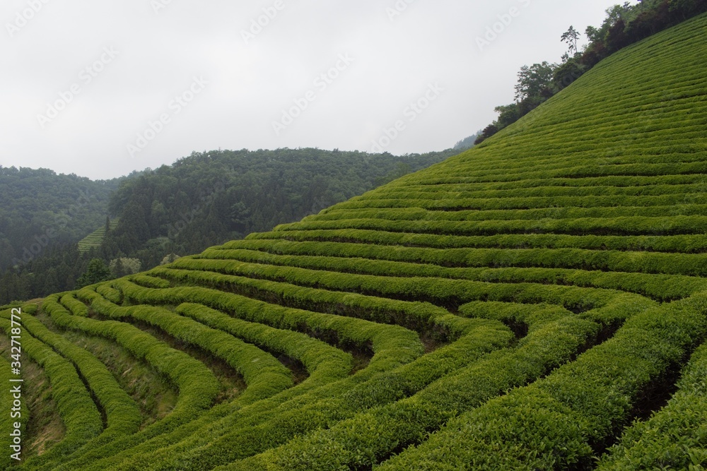 Green tea field in Boseong, South Jeolla Province, Korea