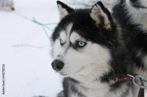husky dogs in harness in winter