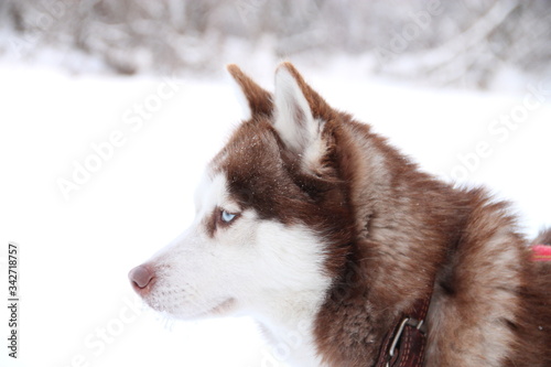 husky dogs in harness in winter