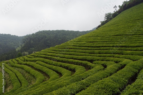 Green tea field in Boseong  South Jeolla Province  Korea
