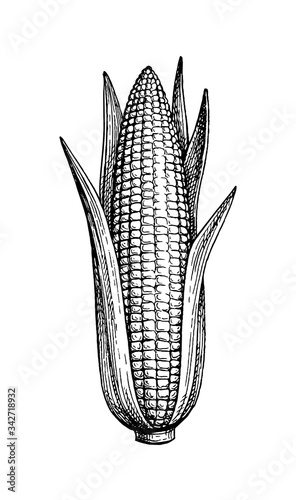 Ink sketch of corn