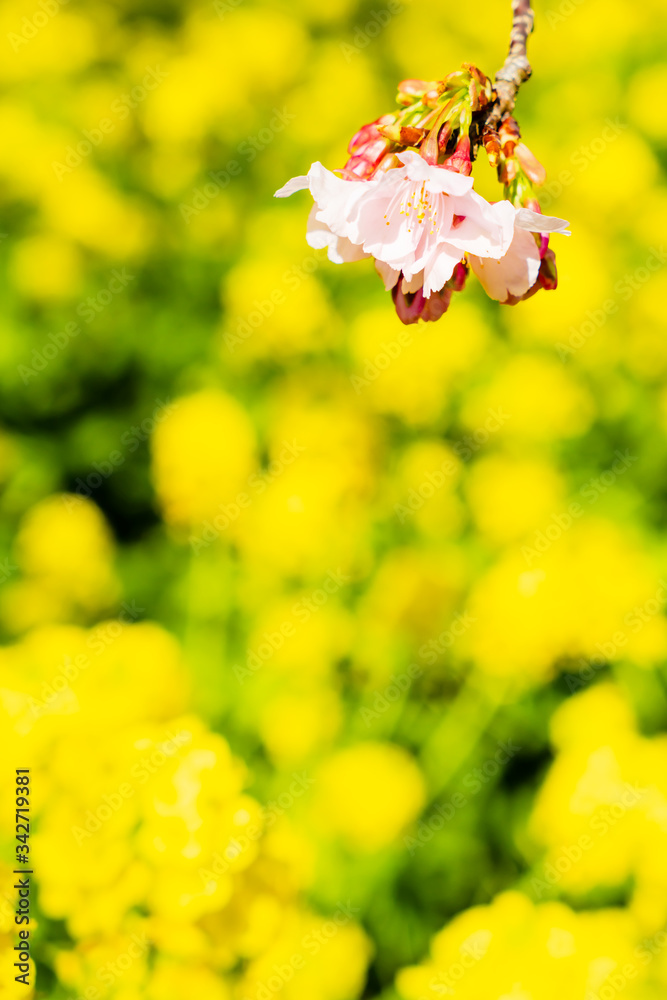 満開の菜の花と桜 満開の菜の花と桜