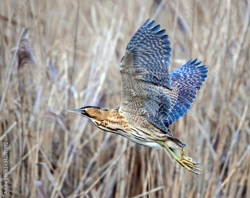 bittern in flight