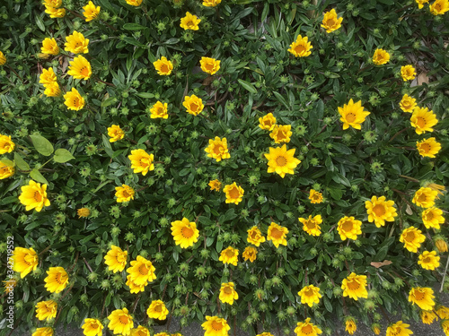 Lots of yellow field marigolds