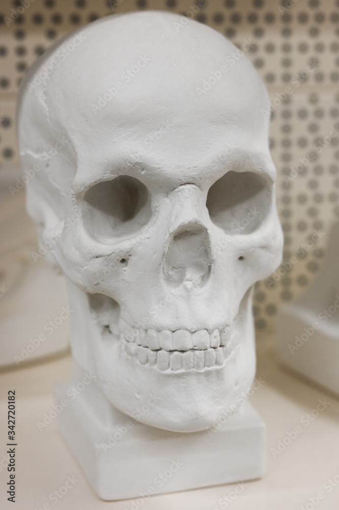 White gypsum skull of a man. Human head layout White gypsum skull of a man. Human head layout