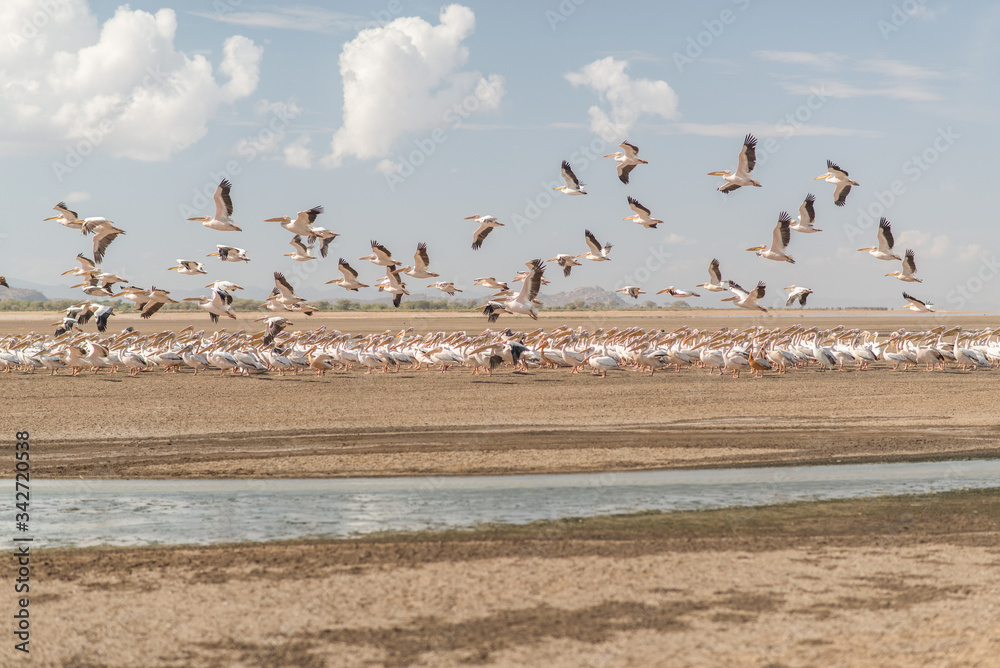 Group of flamingos next to salt water in Lake Eyasi, almost dry