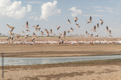 Obraz na płótnie Group of flamingos next to salt water in Lake Eyasi, almost dry w salonie