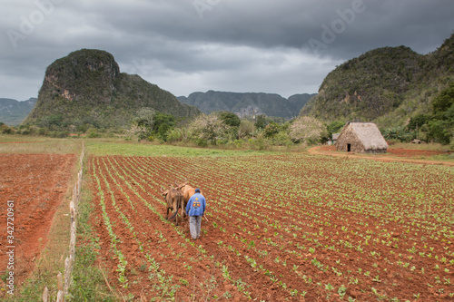 Canvas Print Culture du Tabac, Pinar del Rio, Cuba
