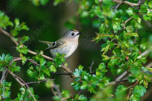 Wintergoldhähnchen  photo