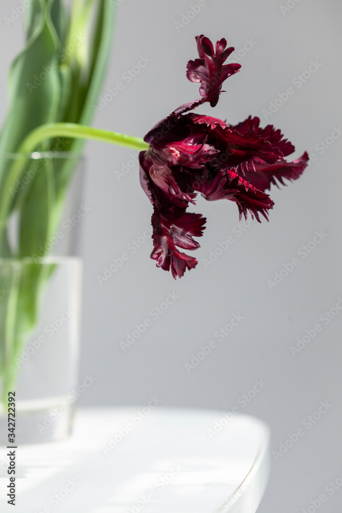 Bouquet of vivid colorful decorative tulips