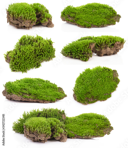 Set Green moss isolated on white bakground