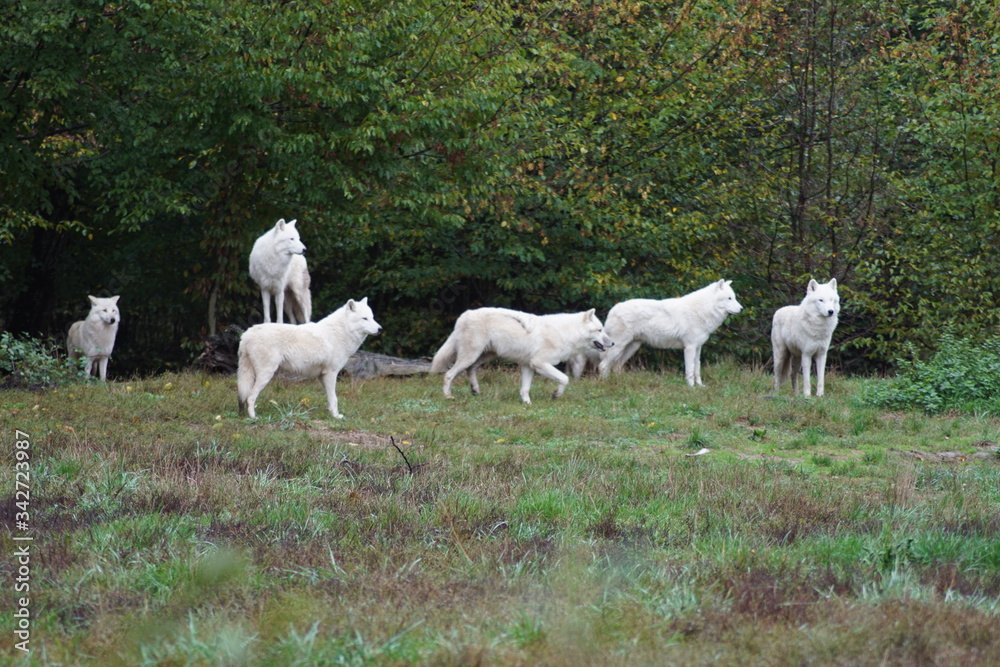 Fototapeta premium loup