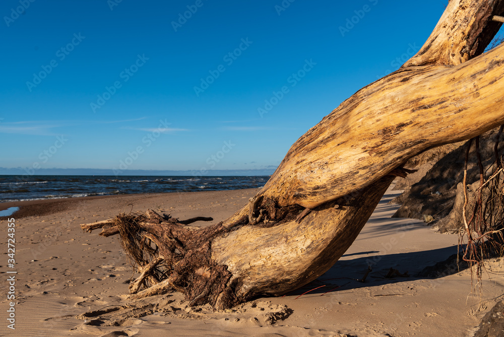 the baltic sea, steep bank and withered pine descended from the high shore