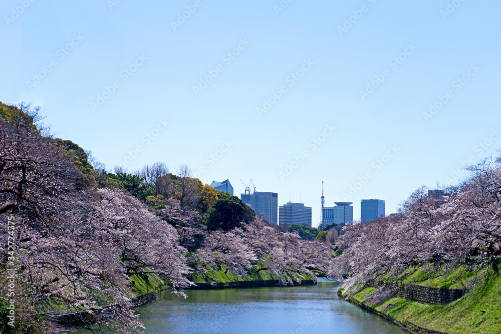 桜とビル 桜とビル
