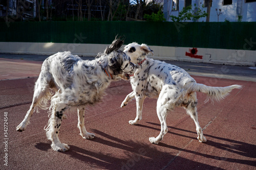 Dogs playing in the park