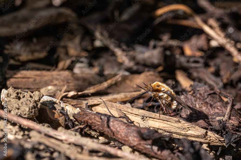 Dark-edged bee-fly, Bombylius major, washing proboscis against background of wood bark Dark-edged bee-fly, Bombylius major, washing proboscis against background of wood bark