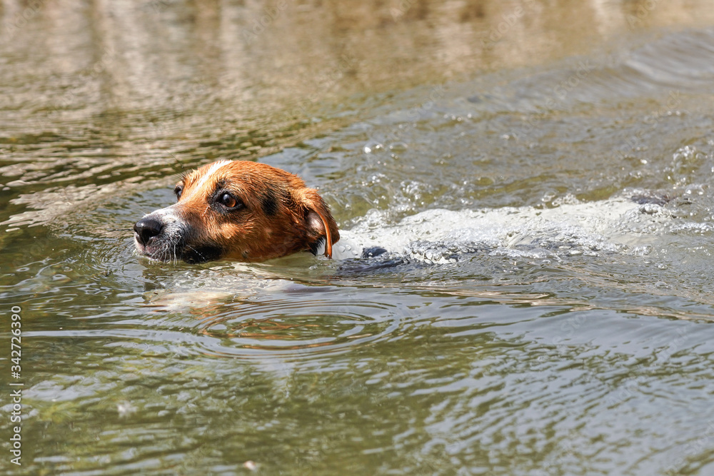 Small Jack Russell terrier swimming in river, only her head visible above water Small Jack Russell terrier swimming in river, only her head visible above water
