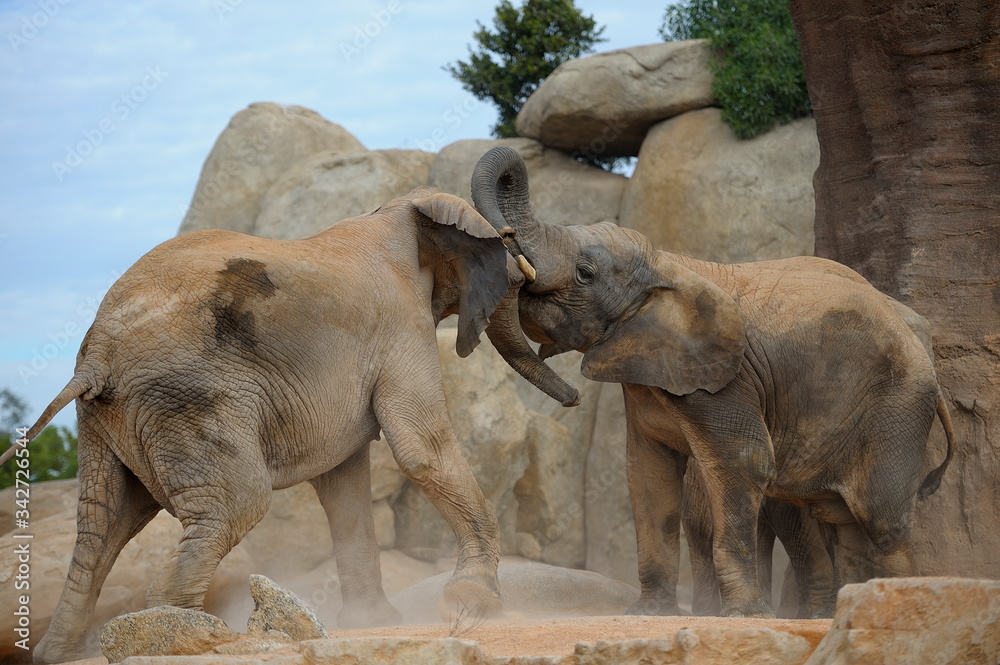 African elephants fighting in the Valencia bioparc