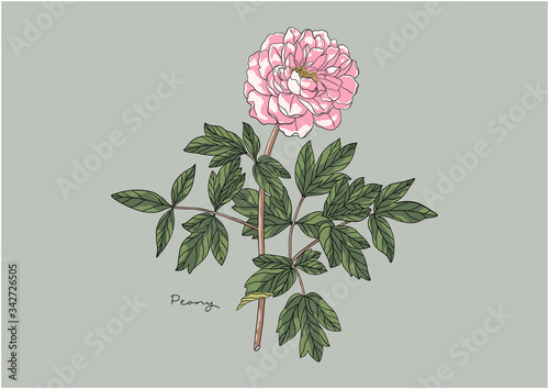 Vector Illustration of Flowers, Peony