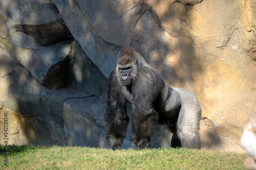 Fotografia gorilla in the bioparc of Valencia looking at the camera