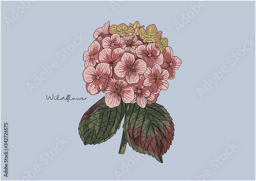 Vector Illustration of Flowers, Hydrangea