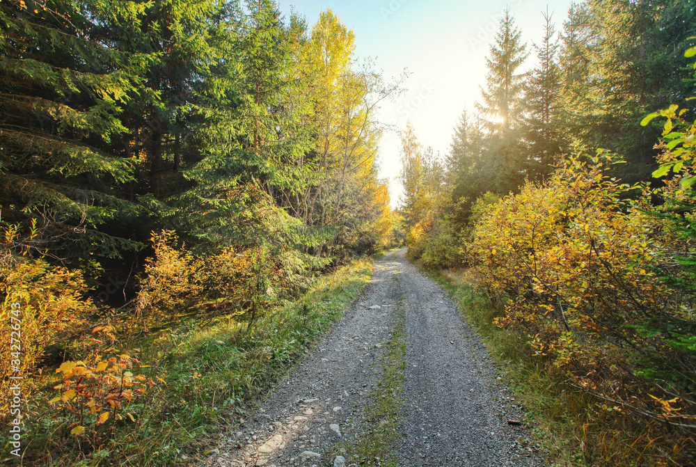 Dust and rock forest road, autumn coloured trees on both sides, sun backlight in background