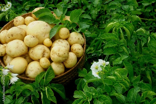 Harvesting new potatoes in a wicker basket on a green potato field. Ecological farm in latvia                