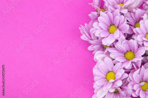 Many chrysanthemum flowers on pink background with copy space